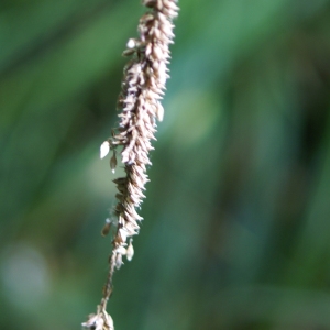 Photographie n°2106985 du taxon Carex pendula Huds. [1762]