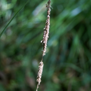 Photographie n°2106986 du taxon Carex pendula Huds. [1762]