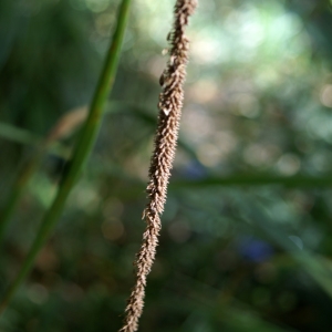 Photographie n°2106987 du taxon Carex pendula Huds. [1762]