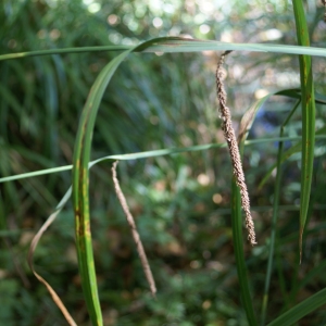 Photographie n°2106989 du taxon Carex pendula Huds. [1762]