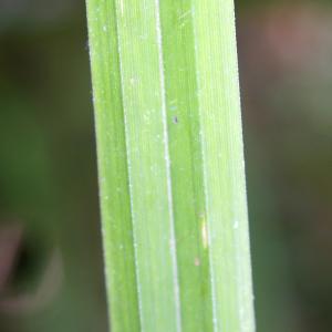 Photographie n°2106990 du taxon Carex pendula Huds. [1762]