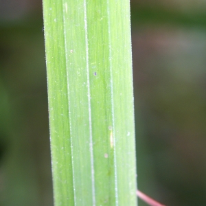 Photographie n°2106991 du taxon Carex pendula Huds. [1762]