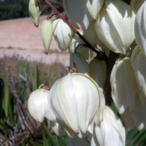 Photographie n°2107018 du taxon Yucca gloriosa L. [1753]