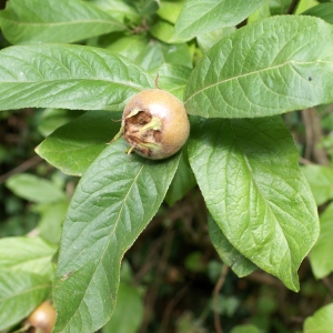 Photographie n°2107024 du taxon Mespilus germanica L. [1753]