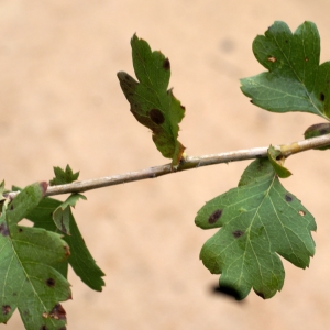 Photographie n°2107046 du taxon Crataegus monogyna Jacq. [1775]