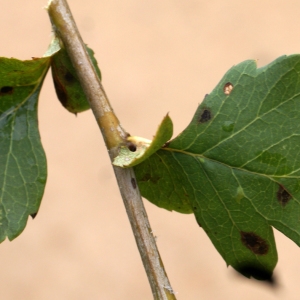 Photographie n°2107047 du taxon Crataegus monogyna Jacq. [1775]