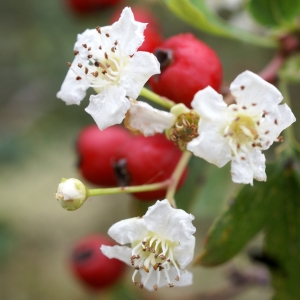 Photographie n°2107051 du taxon Crataegus monogyna Jacq. [1775]