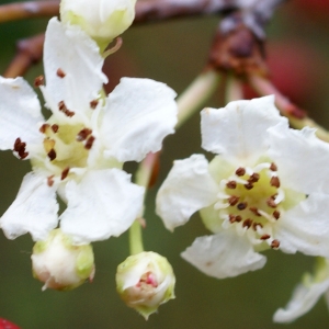 Photographie n°2107053 du taxon Crataegus monogyna Jacq. [1775]