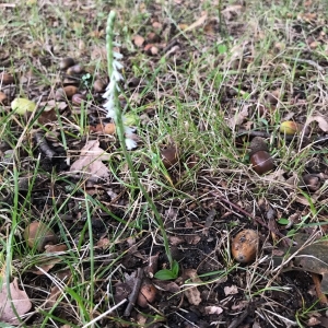 Photographie n°2107115 du taxon Spiranthes autumnalis Rich. [1817]