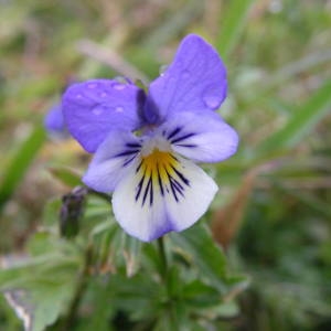 Photographie n°2107145 du taxon Viola tricolor L. [1753]