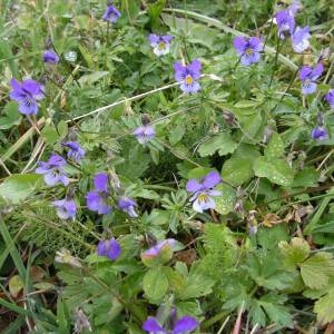 Photographie n°2107146 du taxon Viola tricolor L. [1753]