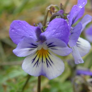 Photographie n°2107147 du taxon Viola tricolor L. [1753]