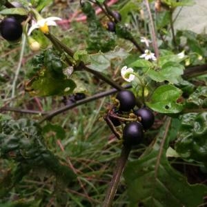 Photographie n°2107179 du taxon Solanum nigrum L. [1753]