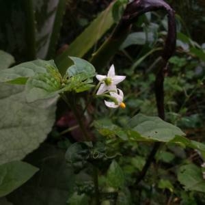 Photographie n°2107181 du taxon Solanum nigrum L. [1753]