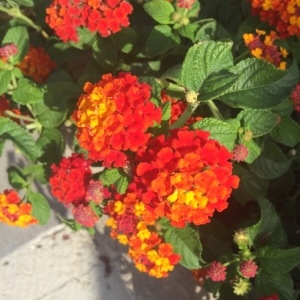 Photographie n°2107187 du taxon Lantana camara L. [1753]