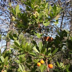 Photographie n°2107225 du taxon Arbutus unedo L. [1753]