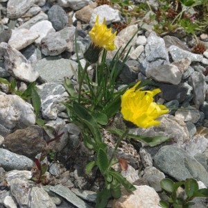 Photographie n°2107242 du taxon Hieracium alpinum L. [1753]