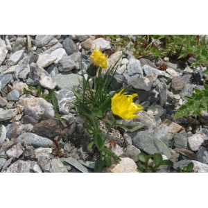 Hieracium alpinum L. (Épervière des Alpes)