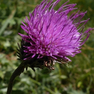 Photographie n°2107251 du taxon Carduus defloratus L. [1759]