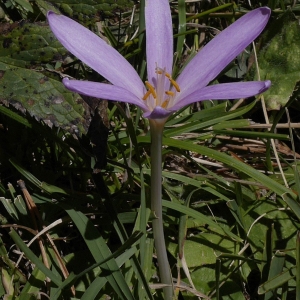 Photographie n°2107256 du taxon Colchicum autumnale L.