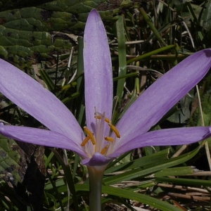 Photographie n°2107257 du taxon Colchicum autumnale L.
