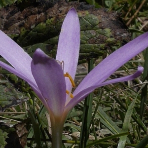 Photographie n°2107258 du taxon Colchicum autumnale L.