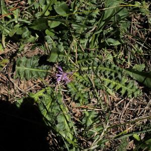 Photographie n°2107261 du taxon Cirsium acaulon (L.) Scop.