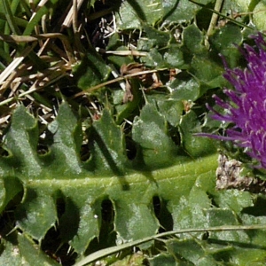 Photographie n°2107266 du taxon Cirsium acaulon (L.) Scop.