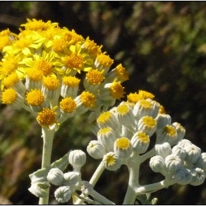 Photographie n°2107398 du taxon Jacobaea maritima (L.) Pelser & Meijden [2005]