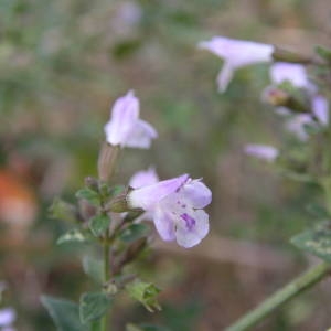 Photographie n°2107416 du taxon Clinopodium nepeta (L.) Kuntze [1891]