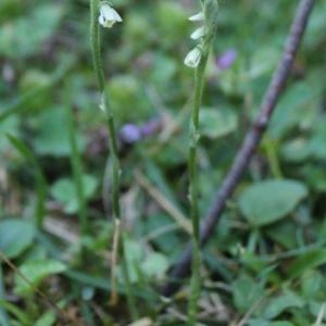 Photographie n°2107536 du taxon Spiranthes spiralis (L.) Chevall. [1827]