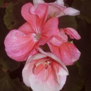 Photographie n°2107595 du taxon Pelargonium zonale (L.) L'Hér. [1789]