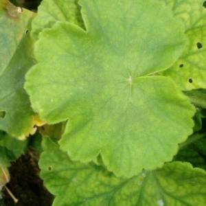 Photographie n°2107599 du taxon Pelargonium zonale (L.) L'Hér. [1789]