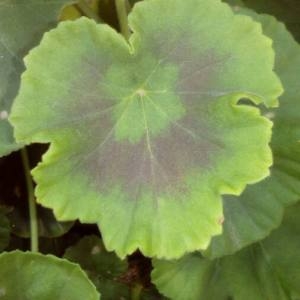  - Pelargonium zonale (L.) L'Hér. [1789]