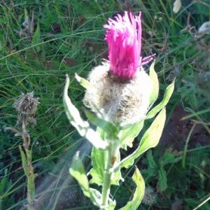 Photographie n°2107619 du taxon Centaurea nervosa Willd. [1809]