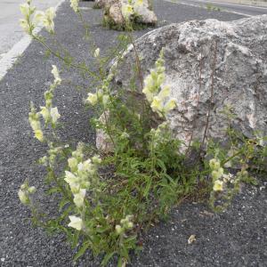 Photographie n°2107633 du taxon Antirrhinum majus L. [1753]