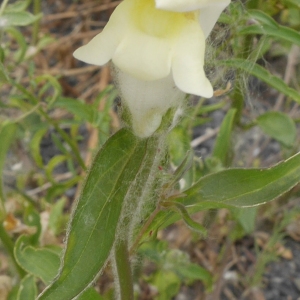 Photographie n°2107636 du taxon Antirrhinum majus L. [1753]