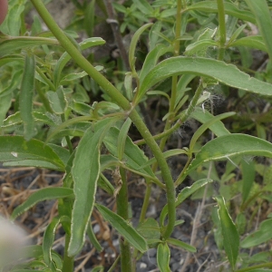 Photographie n°2107637 du taxon Antirrhinum majus L. [1753]