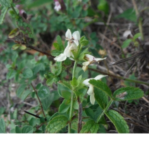 Photographie n°2107668 du taxon Stachys recta L. [1767]