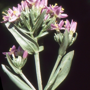 Photographie n°2107709 du taxon Centaurium pulchellum (Sw.) Druce [1898]