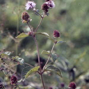 Photographie n°2108401 du taxon Mentha aquatica L.