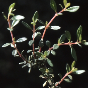 Photographie n°2108545 du taxon Thymus nitens Lamotte [1881]