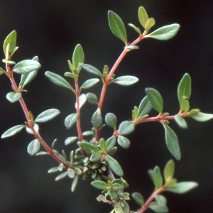 Photographie n°2108587 du taxon Thymus nitens Lamotte [1881]