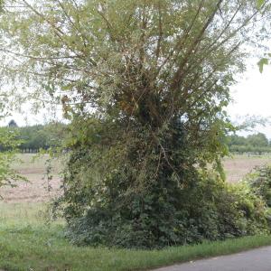 Photographie n°2109383 du taxon Salix alba var. vitellina (L.) Stokes [1812]