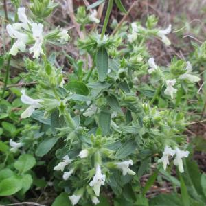 Photographie n°2110137 du taxon Stachys annua (L.) L.