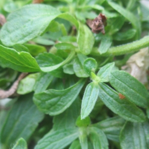 Photographie n°2110139 du taxon Stachys annua (L.) L.