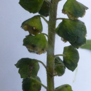 Photographie n°2110160 du taxon Ambrosia artemisiifolia L. [1753]