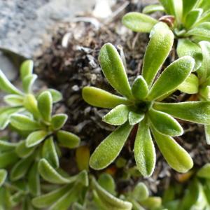 Photographie n°2110163 du taxon Saxifraga callosa Sm. [1791]