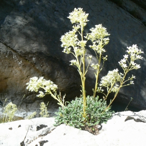 Photographie n°2110164 du taxon Saxifraga callosa Sm. [1791]