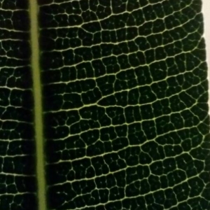 Photographie n°2110220 du taxon Nerium oleander L. [1753]
